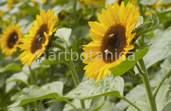 Nutzpflanzen-Sonnenblume-9