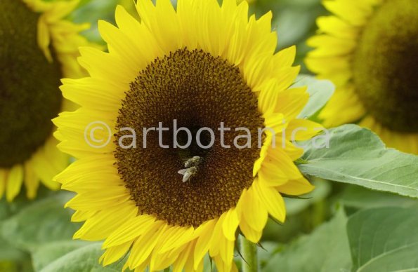 Nutzpflanzen-Sonnenblume-5