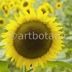Nutzpflanzen-Sonnenblume-7