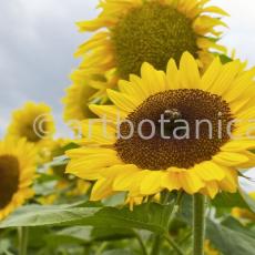 Nutzpflanzen-Sonnenblume-12