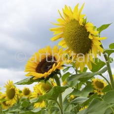 Nutzpflanzen-Sonnenblume-14