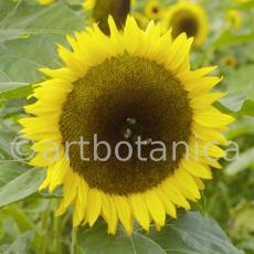 Nutzpflanzen-Sonnenblume-4