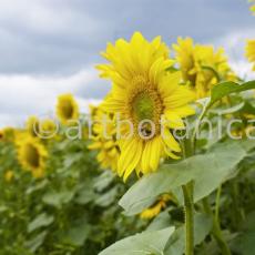 Nutzpflanzen-Sonnenblume-15