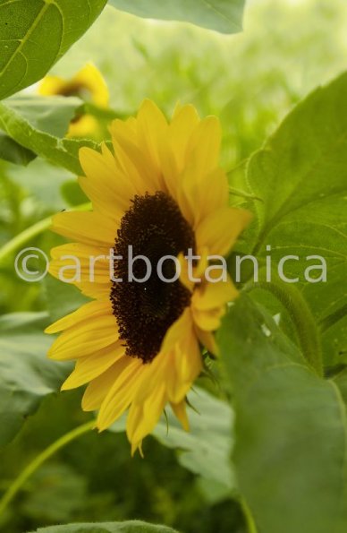 Nutzpflanzen-Sonnenblume-1