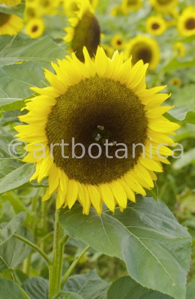 Nutzpflanzen-Sonnenblume-4