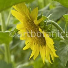 Nutzpflanzen-Sonnenblume-3