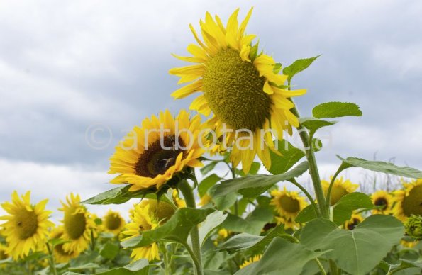 Nutzpflanzen-Sonnenblume-14
