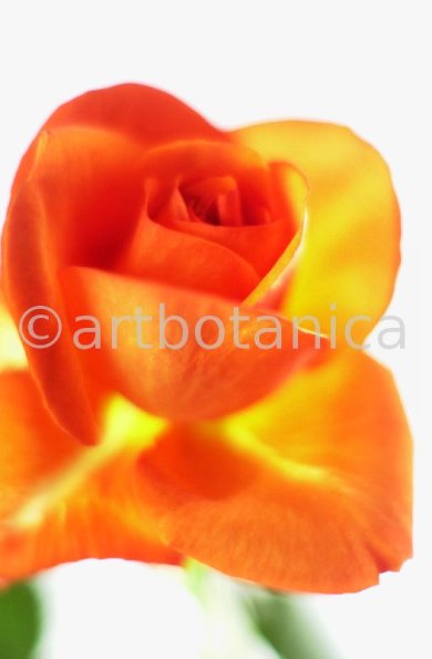 Rose-rot-orange-28