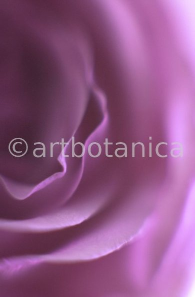 Rose-violett-2