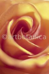 Roses macros