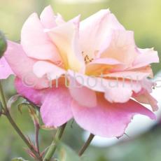 Rosen-Rose-rosee-85
