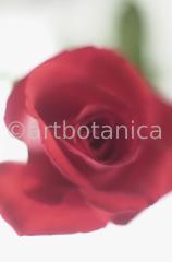 Rosen-rot-76