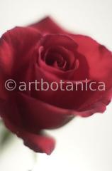 Rosen-rot-8
