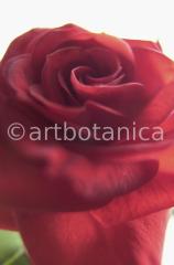 Rosen-rot-73
