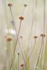 Sommerimpressionen-H-48