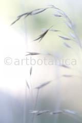 Sommerimpressionen Hochformate