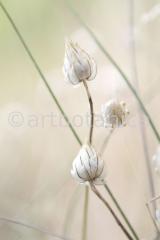 Sommerimpressionen-H-47