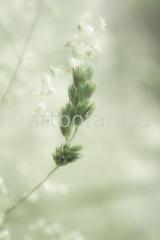 Sommerimpressionen Hochformate