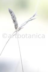 Sommerimpressionen Hochformate