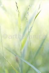 Sommerimpressionen Hochformate