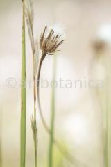 Sommerimpressionen-H-45