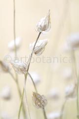 Sommerimpressionen-H-46