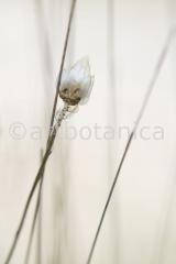 Sommerimpressionen-H-44