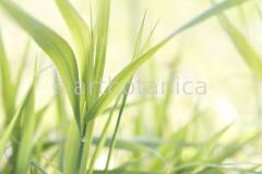 Sommerimpressionen-Querformate