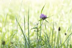 Sommerimpressionen-Querformate