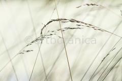 Sommerimpressionen-Querformate