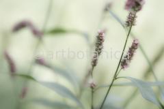 Sommerimpressionen-Querformate