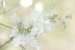 Sommerimpressionen-Querformate