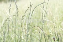 Sommerimpressionen-Querformate