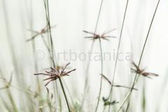 Sommerimpressionen-Querformate