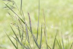 Sommerimpressionen-Querformate