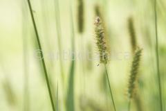 Sommerimpressionen-Querformate