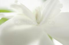Gardenie-Gardenia-jasminoides-10