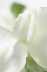 Gardenie-Gardenia-jasminoides-3
