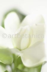 Gardenie-Gardenia-jasminoides-5