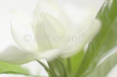 Gardenie-Gardenia-jasminoides-7