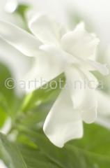 Gardenie-Gardenia-jasminoides-8