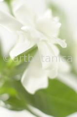Gardenie-Gardenia-jasminoides-9