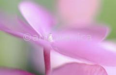 Hortensie-pink-Hydrangea-1
