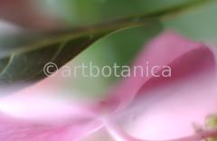 Hortensie-pink-Hydrangea-3