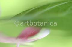 Hortensie-pink-Hydrangea-8
