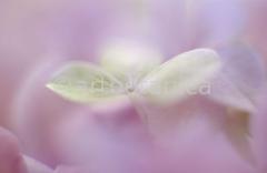 Hortensie-rosa--Hydrangea-3