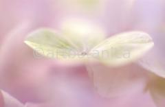 Hortensie-rosa--Hydrangea-9
