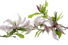 Magnolie-Magnolia-5