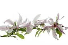Magnolie-Magnolia-6