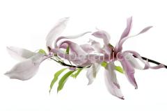 Magnolie-Magnolia-7